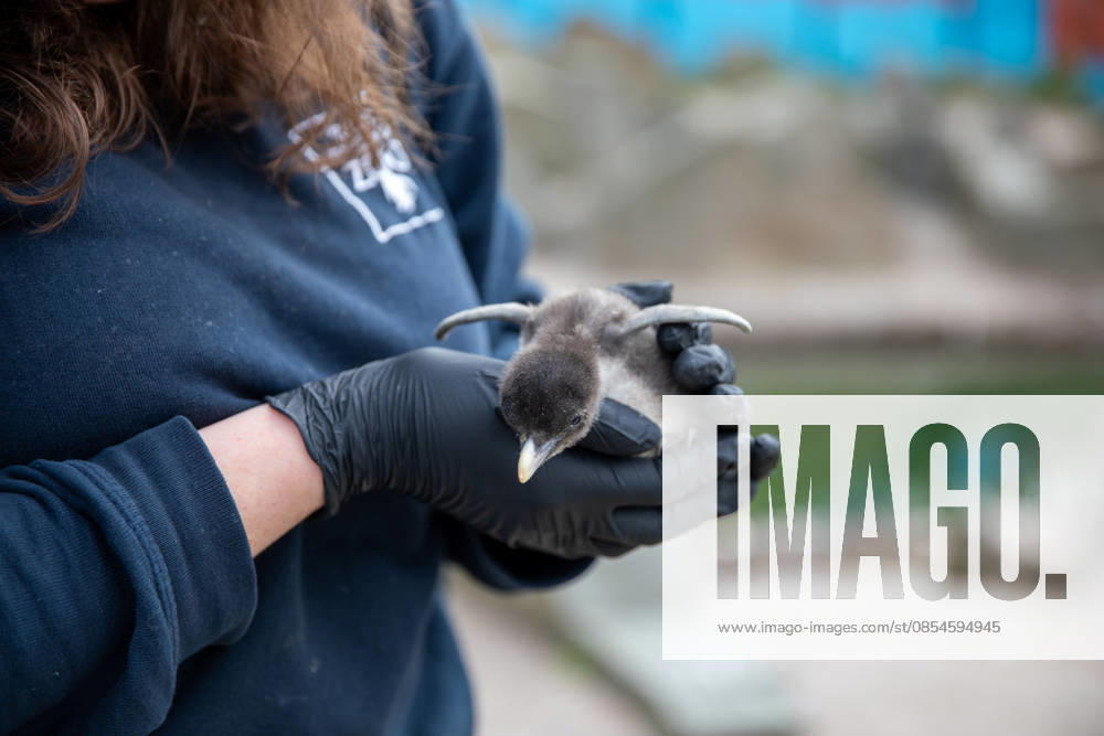VIDEO: Adorable penguin chicks no bigger than a KIWI fruit hatch at zoo Story from Jam Press (Kiwi Penguins Born) Pictured: One of the baby Northern rockhopper penguin chicks. VIDEO: Adorable penguin chicks no bigger than a KIWI fruit hatch at zoo Two adorable penguin chicks weighing no more than a kiwi have been born at Edinburgh zoo. The tiny newcomers tipped the scales at just 63g and 95g, instantly melting the hearts of keepers with their contrasting personalities. Born to parents Bruce and Pinhead, and Wesley and Penny, the Northern rockhopper chicks hatched in time for World Penguin Day (25 April). The fluffy pair are being closely monitored during their first few weeks, with daily weigh-ins to ensure they stay healthy, creatorz