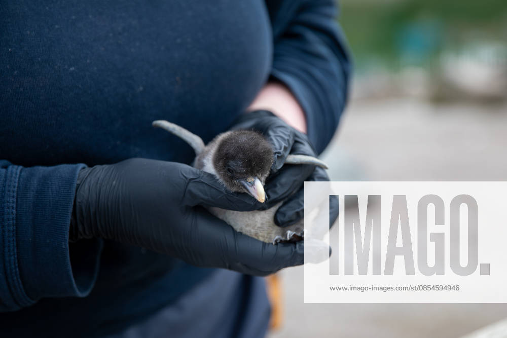 VIDEO: Adorable penguin chicks no bigger than a KIWI fruit hatch at zoo Story from Jam Press (Kiwi Penguins Born) Pictured: One of the baby Northern rockhopper penguin chicks. VIDEO: Adorable penguin chicks no bigger than a KIWI fruit hatch at zoo Two adorable penguin chicks weighing no more than a kiwi have been born at Edinburgh zoo. The tiny newcomers tipped the scales at just 63g and 95g, instantly melting the hearts of keepers with their contrasting personalities. Born to parents Bruce and Pinhead, and Wesley and Penny, the Northern rockhopper chicks hatched in time for World Penguin Day (25 April). The fluffy pair are being closely monitored during their first few weeks, with daily weigh-ins to ensure they stay healthy, creatorz