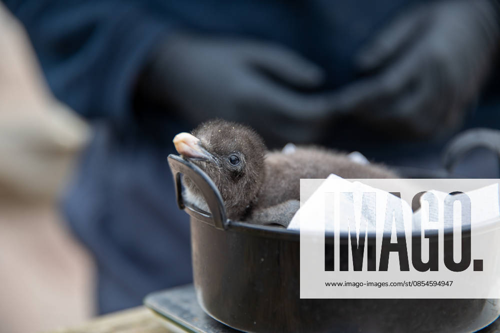VIDEO: Adorable penguin chicks no bigger than a KIWI fruit hatch at zoo Story from Jam Press (Kiwi Penguins Born) Pictured: One of the baby Northern rockhopper penguin chicks. VIDEO: Adorable penguin chicks no bigger than a KIWI fruit hatch at zoo Two adorable penguin chicks weighing no more than a kiwi have been born at Edinburgh zoo. The tiny newcomers tipped the scales at just 63g and 95g, instantly melting the hearts of keepers with their contrasting personalities. Born to parents Bruce and Pinhead, and Wesley and Penny, the Northern rockhopper chicks hatched in time for World Penguin Day (25 April). The fluffy pair are being closely monitored during their first few weeks, with daily weigh-ins to ensure they stay healthy, creatorz