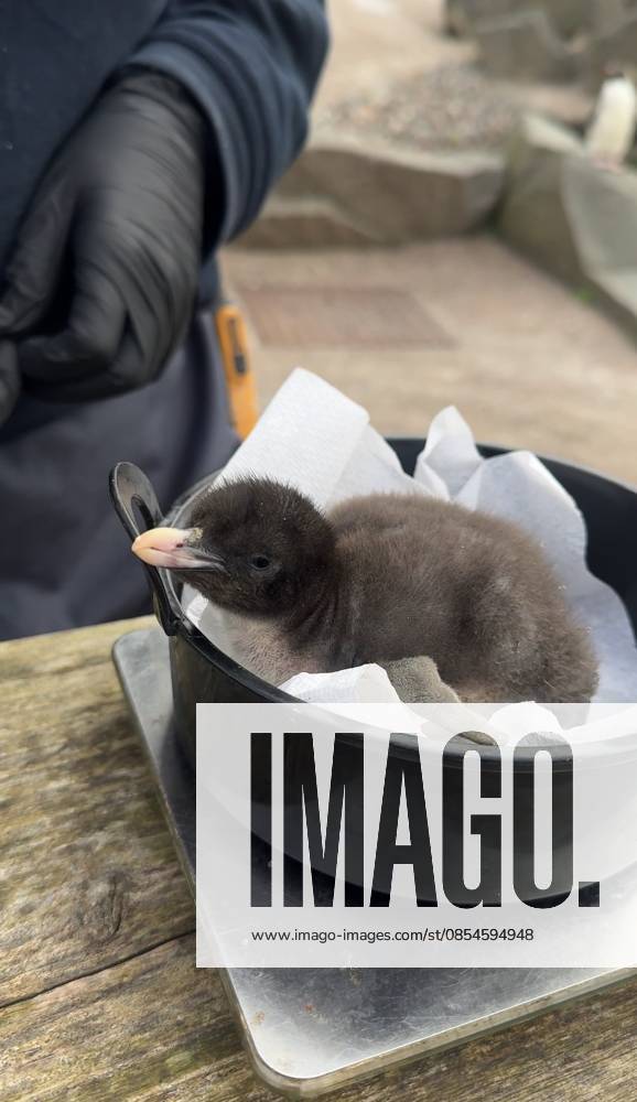 VIDEO: Adorable penguin chicks no bigger than a KIWI fruit hatch at zoo Story from Jam Press (Kiwi Penguins Born) Pictured: A video grab of one of the baby Northern rockhopper penguin chicks being weighed. VIDEO: Adorable penguin chicks no bigger than a KIWI fruit hatch at zoo Two adorable penguin chicks weighing no more than a kiwi have been born at Edinburgh zoo. The tiny newcomers tipped the scales at just 63g and 95g, instantly melting the hearts of keepers with their contrasting personalities. Born to parents Bruce and Pinhead, and Wesley and Penny, the Northern rockhopper chicks hatched in time for World Penguin Day (25 April). The fluffy pair are being closely monitored during their first few weeks, with daily weigh-ins to ensu