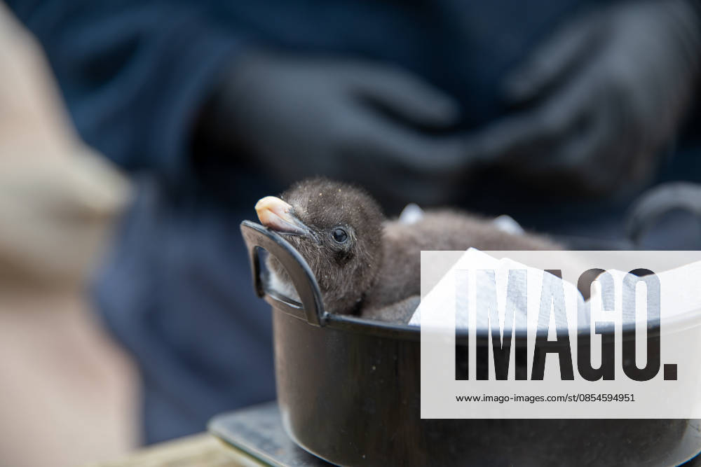 VIDEO: Adorable penguin chicks no bigger than a KIWI fruit hatch at zoo Story from Jam Press (Kiwi Penguins Born) Pictured: One of the baby Northern rockhopper penguin chicks. VIDEO: Adorable penguin chicks no bigger than a KIWI fruit hatch at zoo Two adorable penguin chicks weighing no more than a kiwi have been born at Edinburgh zoo. The tiny newcomers tipped the scales at just 63g and 95g, instantly melting the hearts of keepers with their contrasting personalities. Born to parents Bruce and Pinhead, and Wesley and Penny, the Northern rockhopper chicks hatched in time for World Penguin Day (25 April). The fluffy pair are being closely monitored during their first few weeks, with daily weigh-ins to ensure they stay healthy, creatorz