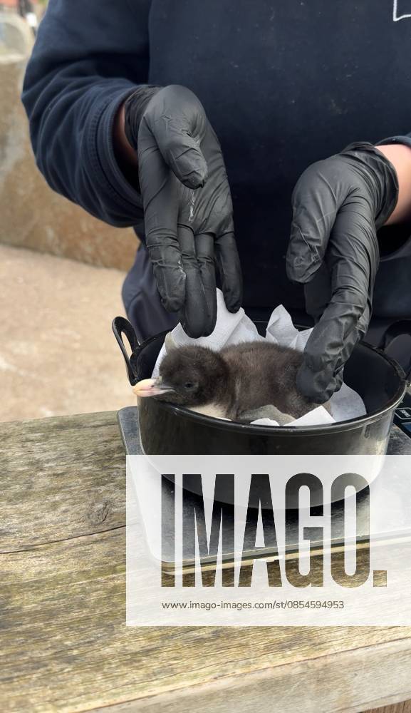 VIDEO: Adorable penguin chicks no bigger than a KIWI fruit hatch at zoo Story from Jam Press (Kiwi Penguins Born) Pictured: A video grab of one of the baby Northern rockhopper penguin chicks being weighed. VIDEO: Adorable penguin chicks no bigger than a KIWI fruit hatch at zoo Two adorable penguin chicks weighing no more than a kiwi have been born at Edinburgh zoo. The tiny newcomers tipped the scales at just 63g and 95g, instantly melting the hearts of keepers with their contrasting personalities. Born to parents Bruce and Pinhead, and Wesley and Penny, the Northern rockhopper chicks hatched in time for World Penguin Day (25 April). The fluffy pair are being closely monitored during their first few weeks, with daily weigh-ins to ensu