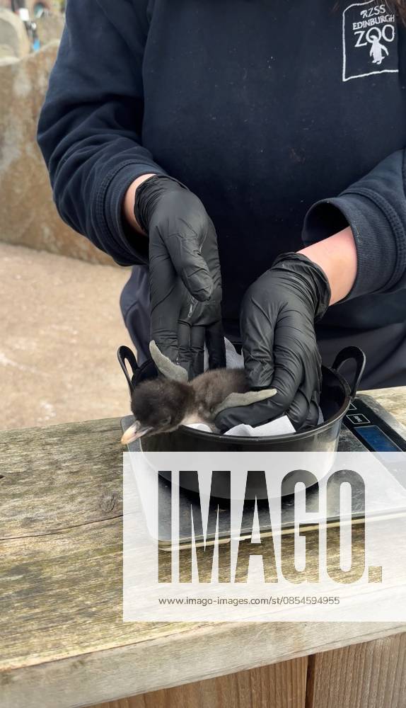 VIDEO: Adorable penguin chicks no bigger than a KIWI fruit hatch at zoo Story from Jam Press (Kiwi Penguins Born) Pictured: A video grab of one of the baby Northern rockhopper penguin chicks being weighed. VIDEO: Adorable penguin chicks no bigger than a KIWI fruit hatch at zoo Two adorable penguin chicks weighing no more than a kiwi have been born at Edinburgh zoo. The tiny newcomers tipped the scales at just 63g and 95g, instantly melting the hearts of keepers with their contrasting personalities. Born to parents Bruce and Pinhead, and Wesley and Penny, the Northern rockhopper chicks hatched in time for World Penguin Day (25 April). The fluffy pair are being closely monitored during their first few weeks, with daily weigh-ins to ensu