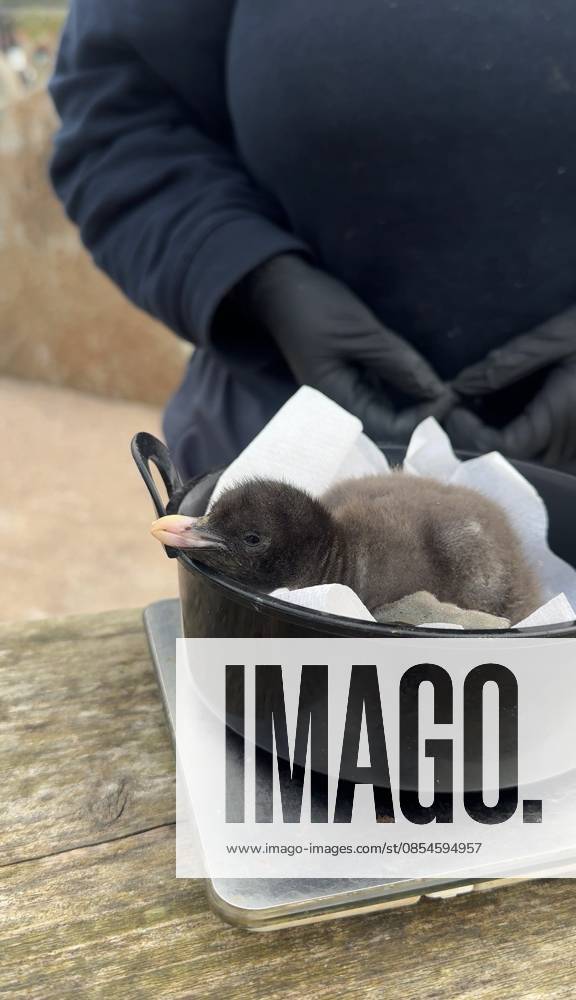 VIDEO: Adorable penguin chicks no bigger than a KIWI fruit hatch at zoo Story from Jam Press (Kiwi Penguins Born) Pictured: A video grab of one of the baby Northern rockhopper penguin chicks being weighed. VIDEO: Adorable penguin chicks no bigger than a KIWI fruit hatch at zoo Two adorable penguin chicks weighing no more than a kiwi have been born at Edinburgh zoo. The tiny newcomers tipped the scales at just 63g and 95g, instantly melting the hearts of keepers with their contrasting personalities. Born to parents Bruce and Pinhead, and Wesley and Penny, the Northern rockhopper chicks hatched in time for World Penguin Day (25 April). The fluffy pair are being closely monitored during their first few weeks, with daily weigh-ins to ensu