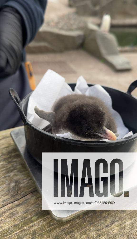 VIDEO: Adorable penguin chicks no bigger than a KIWI fruit hatch at zoo Story from Jam Press (Kiwi Penguins Born) Pictured: A video grab of one of the baby Northern rockhopper penguin chicks being weighed. VIDEO: Adorable penguin chicks no bigger than a KIWI fruit hatch at zoo Two adorable penguin chicks weighing no more than a kiwi have been born at Edinburgh zoo. The tiny newcomers tipped the scales at just 63g and 95g, instantly melting the hearts of keepers with their contrasting personalities. Born to parents Bruce and Pinhead, and Wesley and Penny, the Northern rockhopper chicks hatched in time for World Penguin Day (25 April). The fluffy pair are being closely monitored during their first few weeks, with daily weigh-ins to ensu