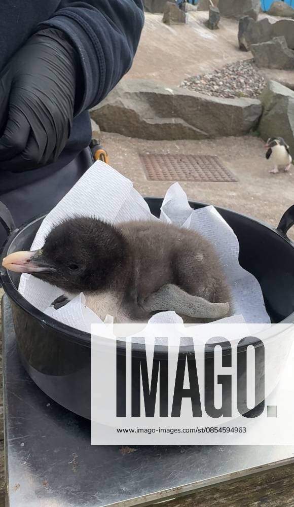 VIDEO: Adorable penguin chicks no bigger than a KIWI fruit hatch at zoo Story from Jam Press (Kiwi Penguins Born) Pictured: A video grab of one of the baby Northern rockhopper penguin chicks being weighed. VIDEO: Adorable penguin chicks no bigger than a KIWI fruit hatch at zoo Two adorable penguin chicks weighing no more than a kiwi have been born at Edinburgh zoo. The tiny newcomers tipped the scales at just 63g and 95g, instantly melting the hearts of keepers with their contrasting personalities. Born to parents Bruce and Pinhead, and Wesley and Penny, the Northern rockhopper chicks hatched in time for World Penguin Day (25 April). The fluffy pair are being closely monitored during their first few weeks, with daily weigh-ins to ensu