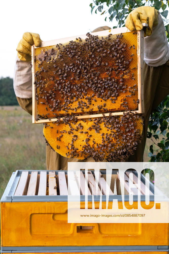 Frischer Honig auf Rahmen, Bienen arbeiten, manuelle Entfernung von Imker, Nahaufnahme, Inspektion von Nektar, Qualitätsfokus, gesunde Kolonie, ländliche Bienenzucht, Bio-Apiary. Fresh honey on frame, bees working, manual removal by beekeeper, close-up, inspection of nectar, quality focus, healthy colony, rural beehive, organic apiary. (License=RF)