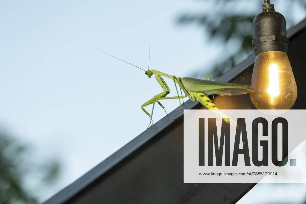 Gottesanbeterin im Morgenlicht. Nahaufnahme mit einer Glühbirne, Puntarenas, Costa Rica Praying mantis in morning light. close-up with a light bulb, Puntarenas, Costa Rica