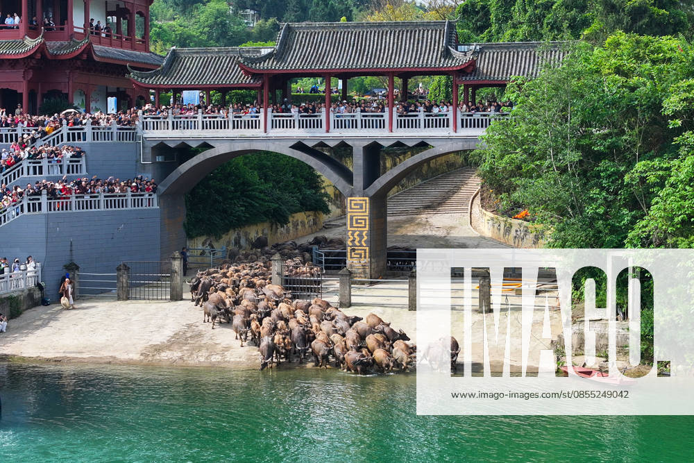 Aerial view of a herd of buffaloes crossing the Jialing River to forage on Taiyang island on April 30, 2026 in Peng an county, Nanchong City, Sichuan Province of China.