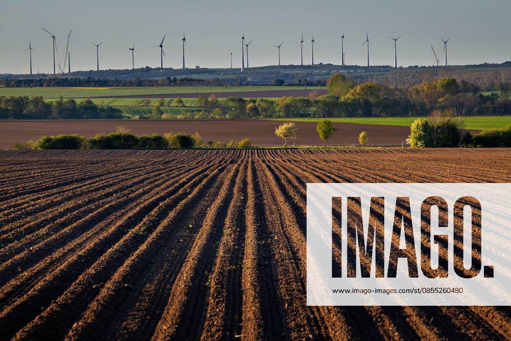 View of field near Benzigerode in the Harz district of Saxony Anhalt where potatoes are grown The most striking feature is the long, straight rows of ridges that crisscross the field These ridges are created by piling up soil, which provides space for