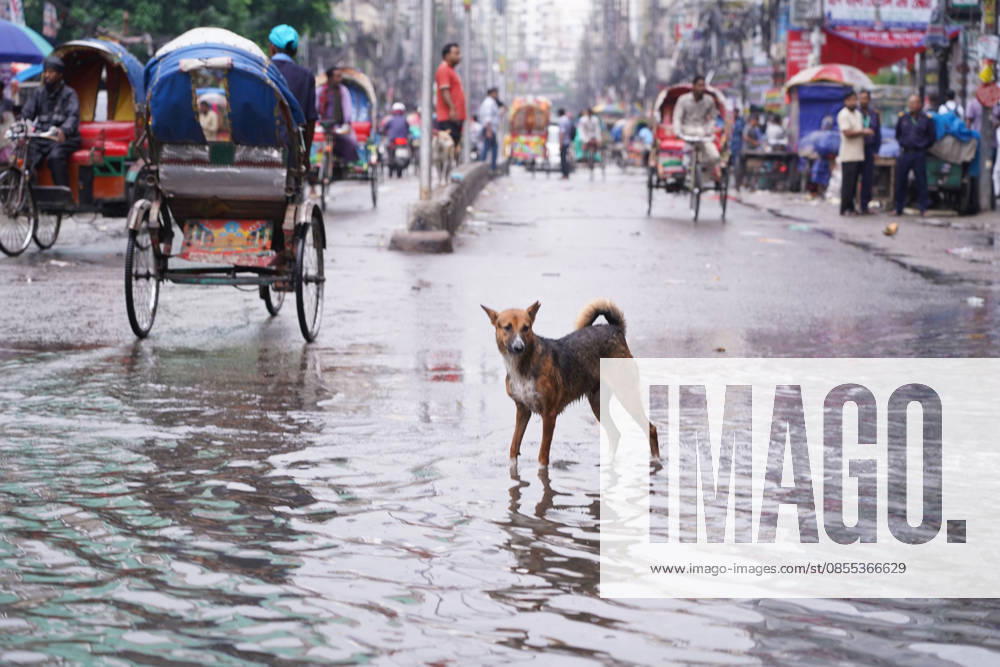 DHAKA, BANGLADESH Ã¢â‚¬ May 1, 2026: After several hours of continuous rainfall, many small and major roads across the capital Dhaka were submerged, with water levels ranging from knee-deep to waist-deep in some areas. People forced to leave their homes for work faced severe difficulties, disrupting normal city life. Stray dogs and other animals were also left vulnerable in the flooded conditions. In many cases, clogged manholes filled with plastic waste and debris obstructed drainage systems, leading to widespread waterlogging. Dhaka Bangladesh - ZUMAk185 20260501_zip_k185_039