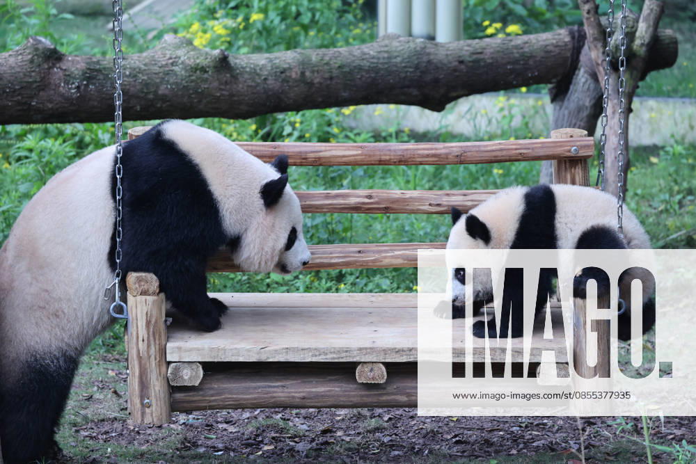 Giant Panda CHONGQING, CHINA - MAY 1, 2026 - Giant pandas Liangyue and Xiaoyueliang swing on the swing in Chongqing Zoo, China on May 1, 2026. Chongqing Chongqing China