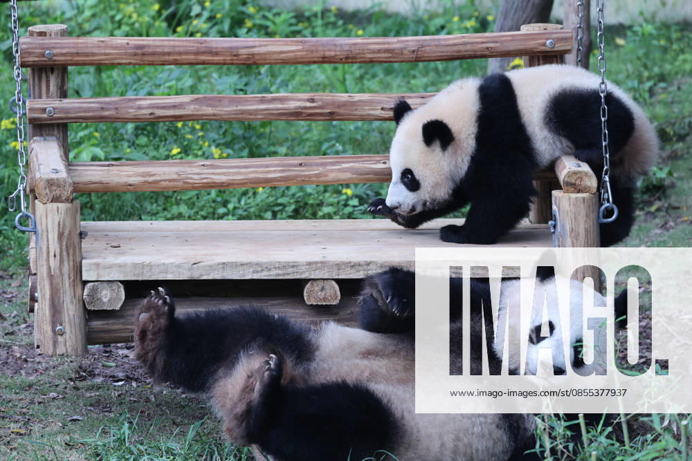 Giant Panda CHONGQING, CHINA - MAY 1, 2026 - Giant pandas Liangyue and Xiaoyueliang swing on the swing in Chongqing Zoo, China on May 1, 2026. Chongqing Chongqing China