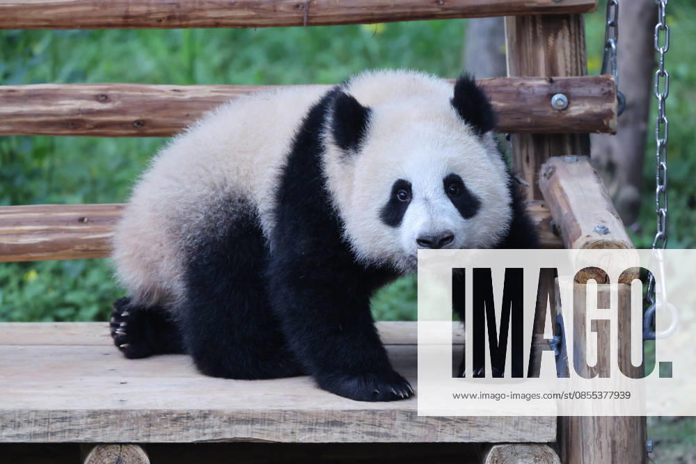 Giant Panda CHONGQING, CHINA - MAY 1, 2026 - Giant pandas Liangyue and Xiaoyueliang swing on the swing in Chongqing Zoo, China on May 1, 2026. Chongqing Chongqing China