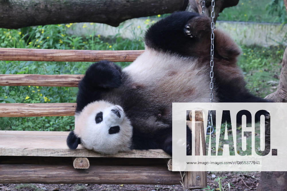 Giant Panda CHONGQING, CHINA - MAY 1, 2026 - Giant pandas Liangyue swing on the swing in Chongqing Zoo, China on May 1, 2026. Chongqing Chongqing China
