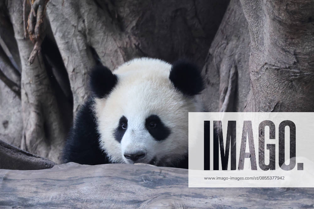 Giant Panda CHONGQING, CHINA - MAY 1, 2026 - Giant panda Xiaoyueliang playing on a wooden frame in Chongqing Zoo, China on May 1, 2026. Chongqing Chongqing China