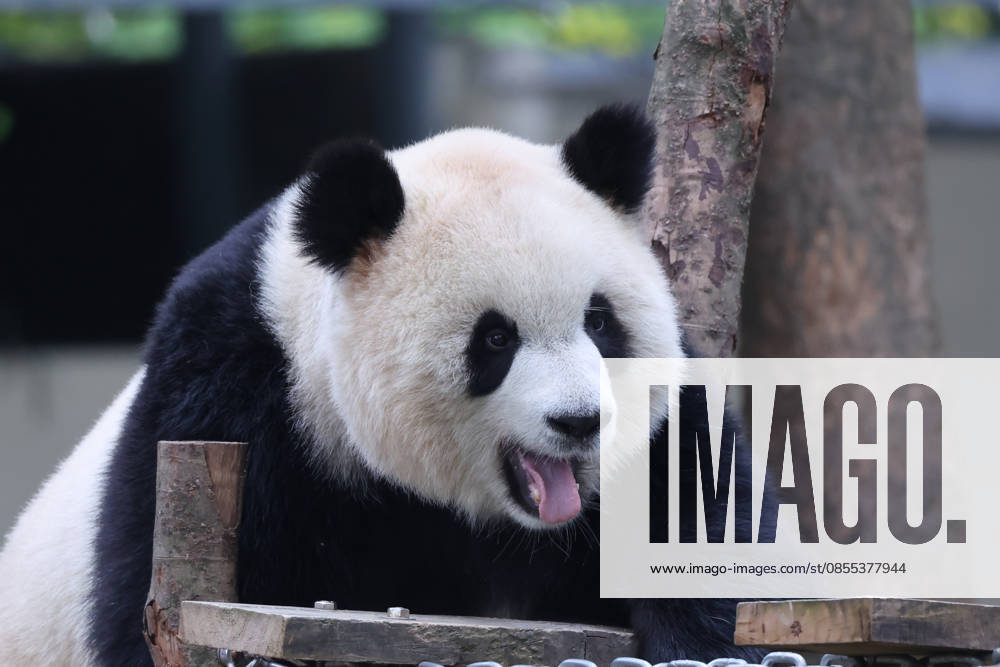 Giant Panda CHONGQING, CHINA - MAY 1, 2026 - Giant panda Yu Ai playing on a wooden frame in Chongqing Zoo, China on May 1, 2026. Chongqing Chongqing China