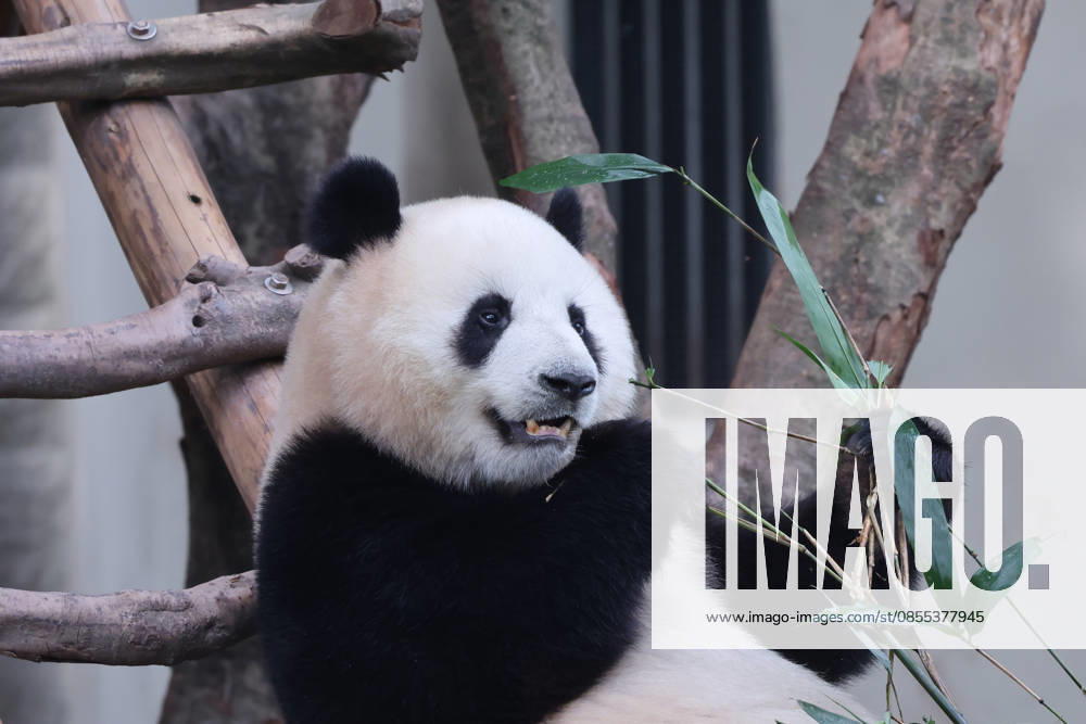 Giant Panda CHONGQING, CHINA - MAY 1, 2026 - Giant panda Yu Ai playing on a wooden frame in Chongqing Zoo, China on May 1, 2026. Chongqing Chongqing China