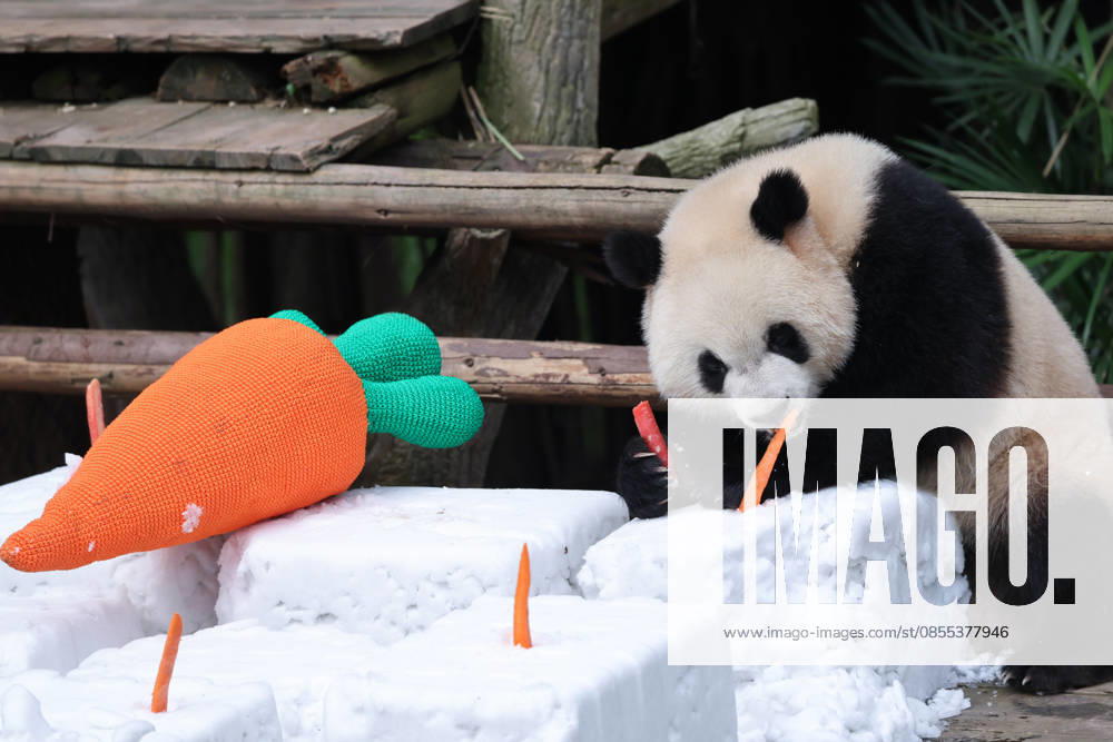 Giant Panda CHONGQING, CHINA - MAY 1, 2026 - Giant Panda Qisanmei Enjoys Snow Feast in Chongqing Zoo, China on May 1, 2026. Chongqing Chongqing China