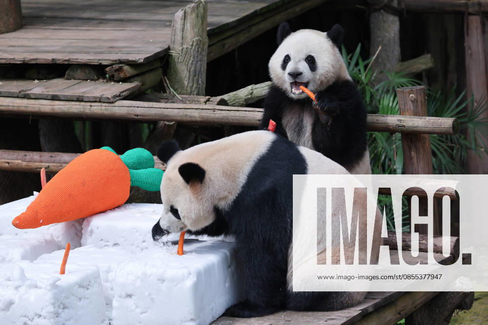 Giant Panda CHONGQING, CHINA - MAY 1, 2026 - Giant Panda Qisanmei and Haoqi Enjoy Snow Feast in Chongqing Zoo, China on May 1, 2026. Chongqing Chongqing China