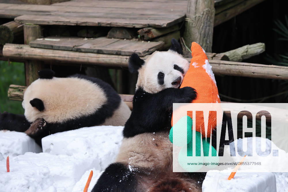 Giant Panda CHONGQING, CHINA - MAY 1, 2026 - Giant Panda Qisanmei and Haoqi Enjoy Snow Feast in Chongqing Zoo, China on May 1, 2026. Chongqing Chongqing China