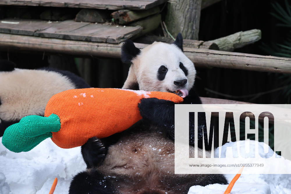 Giant Panda CHONGQING, CHINA - MAY 1, 2026 - Giant Panda Qisanmei and Haoqi Enjoy Snow Feast in Chongqing Zoo, China on May 1, 2026. Chongqing Chongqing China