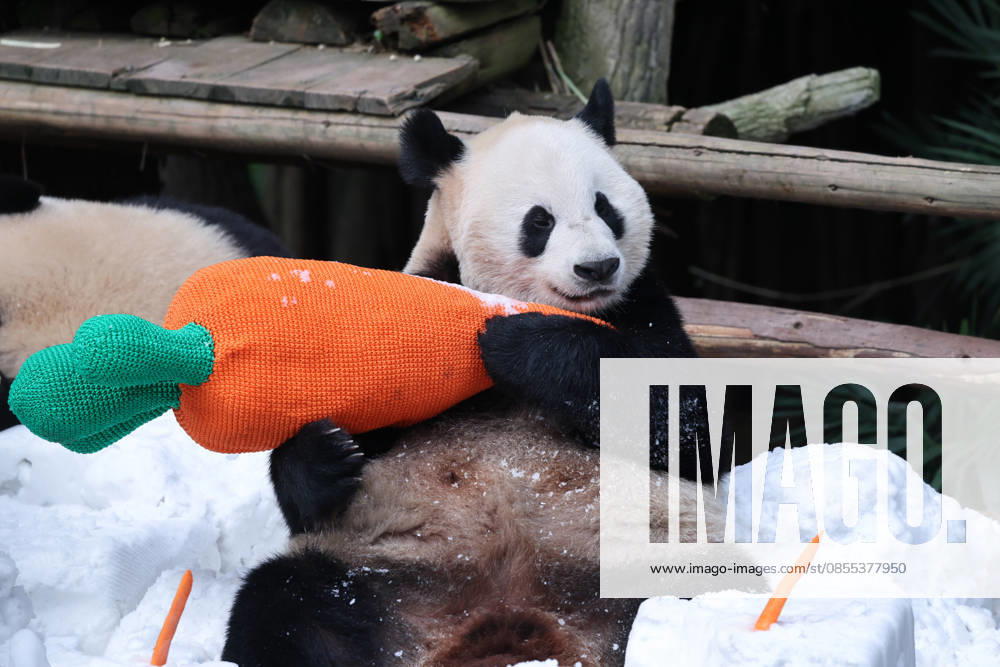 Giant Panda CHONGQING, CHINA - MAY 1, 2026 - Giant Panda Qisanmei and Haoqi Enjoy Snow Feast in Chongqing Zoo, China on May 1, 2026. Chongqing Chongqing China