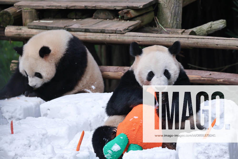 Giant Panda CHONGQING, CHINA - MAY 1, 2026 - Giant Panda Qisanmei and Haoqi Enjoy Snow Feast in Chongqing Zoo, China on May 1, 2026. Chongqing Chongqing China