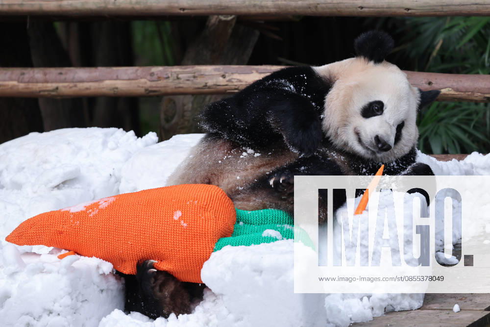 Giant Panda CHONGQING, CHINA - MAY 1, 2026 - Giant Panda Haoqi Enjoys Snow Feast in Chongqing Zoo, China on May 1, 2026. Chongqing Chongqing China