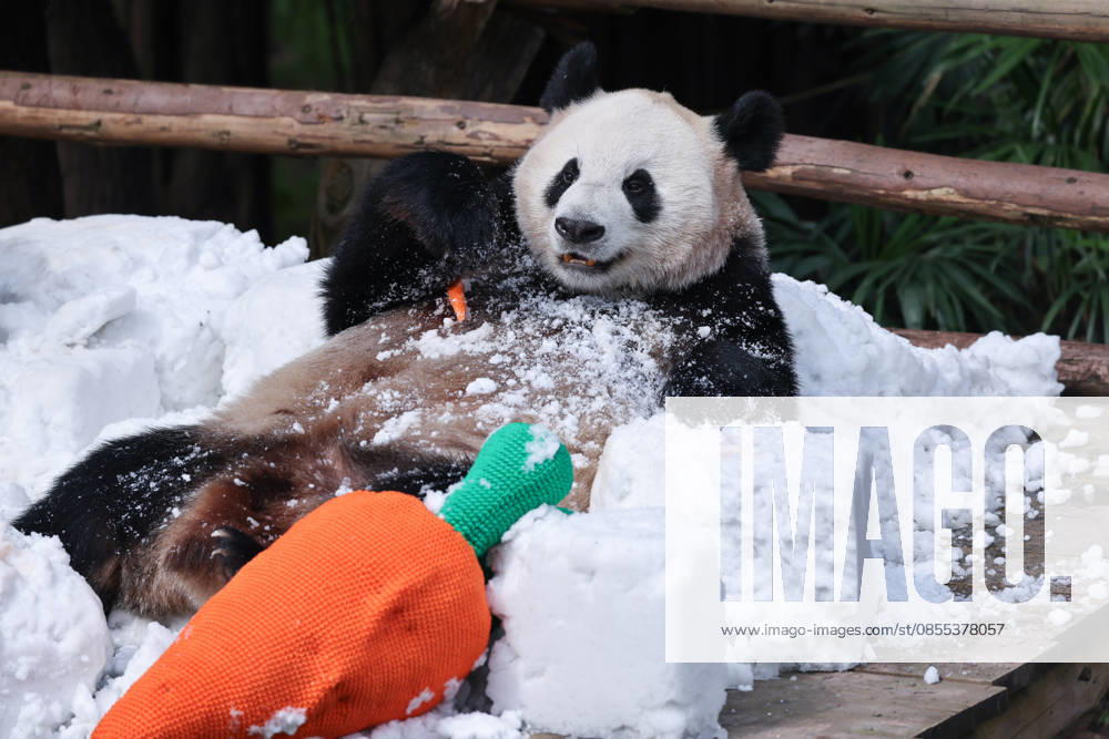 Giant Panda CHONGQING, CHINA - MAY 1, 2026 - Giant Panda Haoqi Enjoys Snow Feast in Chongqing Zoo, China on May 1, 2026. Chongqing Chongqing China