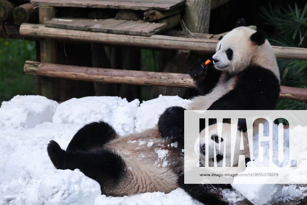 Giant Panda CHONGQING, CHINA - MAY 1, 2026 - Giant Panda Qisanmei and Haoqi Enjoy Snow Feast in Chongqing Zoo, China on May 1, 2026. Chongqing Chongqing China