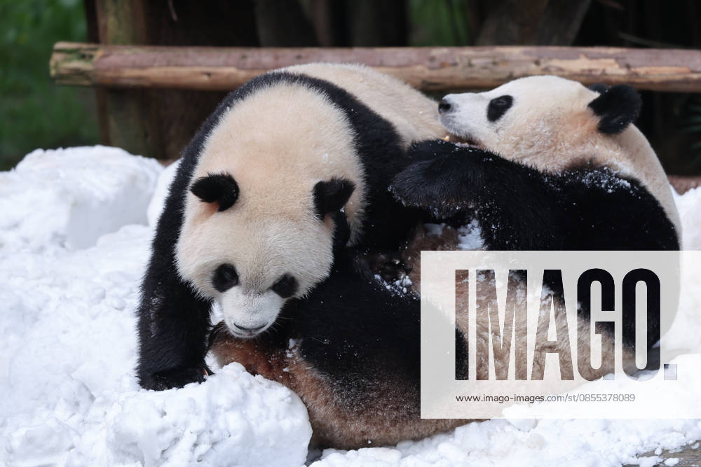 Giant Panda CHONGQING, CHINA - MAY 1, 2026 - Giant Panda Qisanmei and Haoqi Enjoy Snow Feast in Chongqing Zoo, China on May 1, 2026. Chongqing Chongqing China