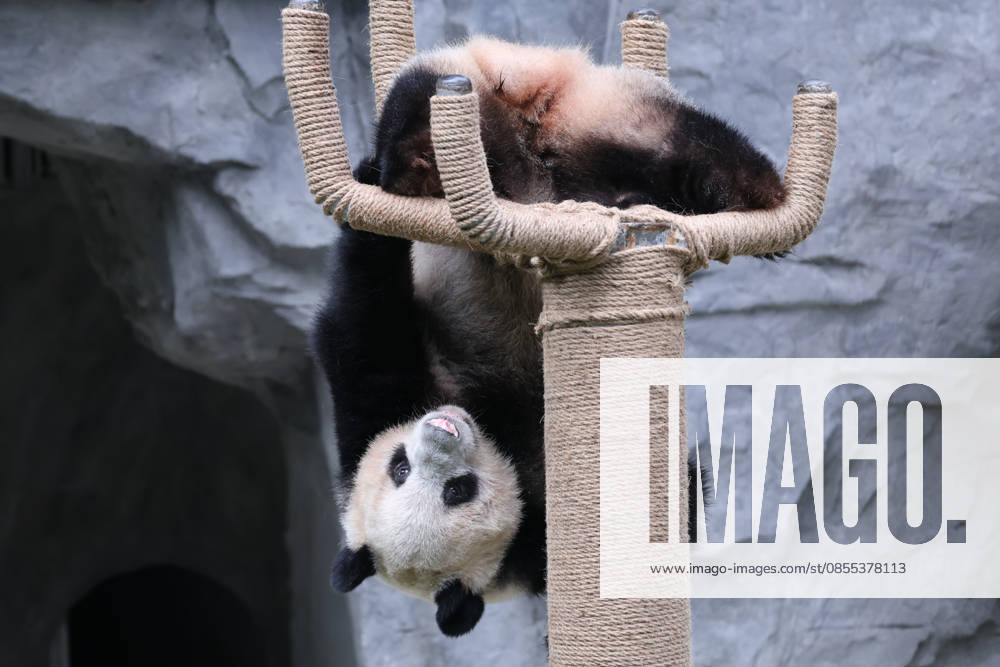 Giant Panda CHONGQING, CHINA - MAY 1, 2026 - Giant panda Ding Ding playing on a five finger stand in Chongqing Zoo, China on May 1, 2026. Chongqing Chongqing China
