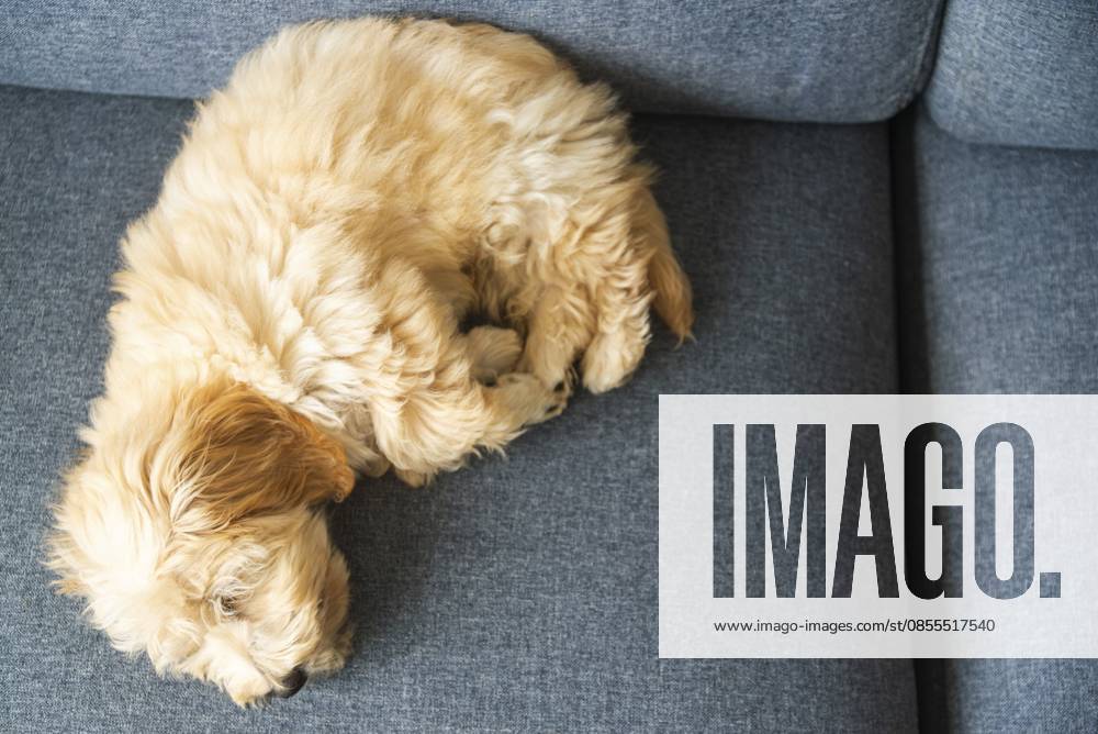 Der entzückende Malipoo Welpe schläft friedlich auf einer grauen Couch drinnen. Süßes Nickerchen mit einem Hund, Graz, Österreich Adorable Malipoo puppy sleeps peacefully on a gray couch indoors. Sweet canine nap time image, Graz, Austria