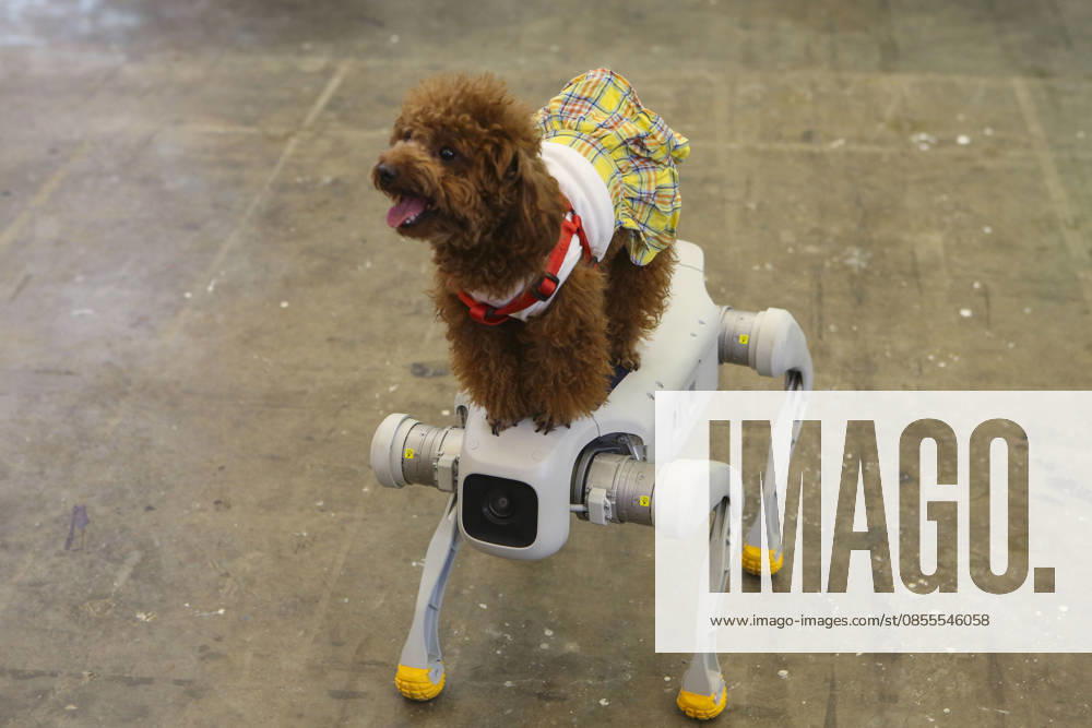 Pet Fest in Indonesia SOUTH TANGERANG, INDONESIA - MAY 3: A robot dog is seen alongside a real dog at Pet Fest 2026, a festival for animal lover communities in South Tangerang, Banten, Indonesia on May 3, 2026. The annual event, aimed at animal lover communities, features a range of activities including pet costume contests, free vaccination clinics, and educational talks on adoption and responsible pet care. Agoes Rudianto Anadolu South Tangerang Indonesia. Editorial use only. Please get in touch for any other usage.