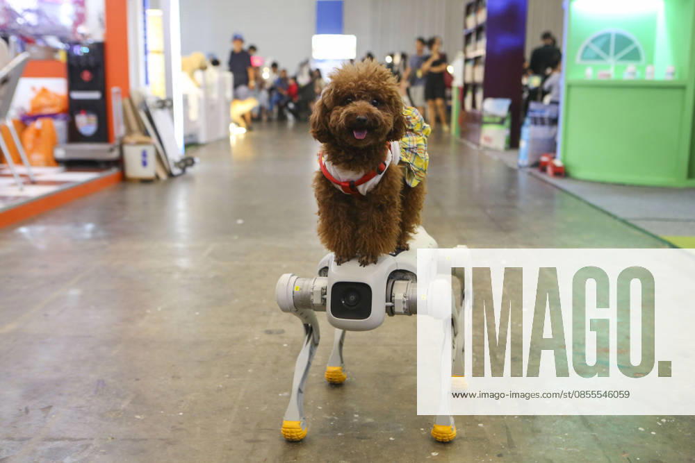 Pet Fest in Indonesia SOUTH TANGERANG, INDONESIA - MAY 3: A robot dog is seen alongside a real dog at Pet Fest 2026, a festival for animal lover communities in South Tangerang, Banten, Indonesia on May 3, 2026. The annual event, aimed at animal lover communities, features a range of activities including pet costume contests, free vaccination clinics, and educational talks on adoption and responsible pet care. Agoes Rudianto Anadolu South Tangerang Indonesia. Editorial use only. Please get in touch for any other usage.