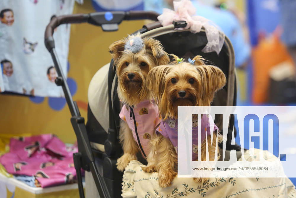 Pet Fest in Indonesia SOUTH TANGERANG, INDONESIA - MAY 3: Dogs wearing a costume during Pet Fest 2026, a festival for animal lover communities in South Tangerang, Banten, Indonesia on May 3, 2026. The annual event, aimed at animal lover communities, features a range of activities including pet costume contests, free vaccination clinics, and educational talks on adoption and responsible pet care. Agoes Rudianto Anadolu South Tangerang Indonesia. Editorial use only. Please get in touch for any other usage.