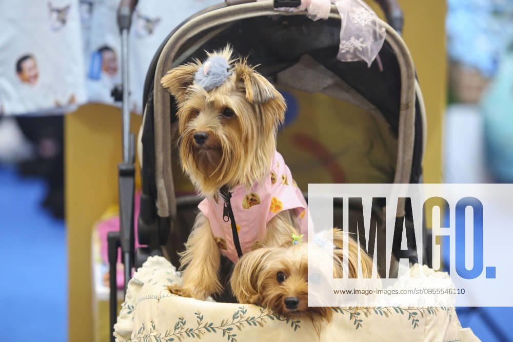 Pet Fest in Indonesia SOUTH TANGERANG, INDONESIA - MAY 3: Dogs wearing a costume during Pet Fest 2026, a festival for animal lover communities in South Tangerang, Banten, Indonesia on May 3, 2026. The annual event, aimed at animal lover communities, features a range of activities including pet costume contests, free vaccination clinics, and educational talks on adoption and responsible pet care. Agoes Rudianto Anadolu South Tangerang Indonesia. Editorial use only. Please get in touch for any other usage.