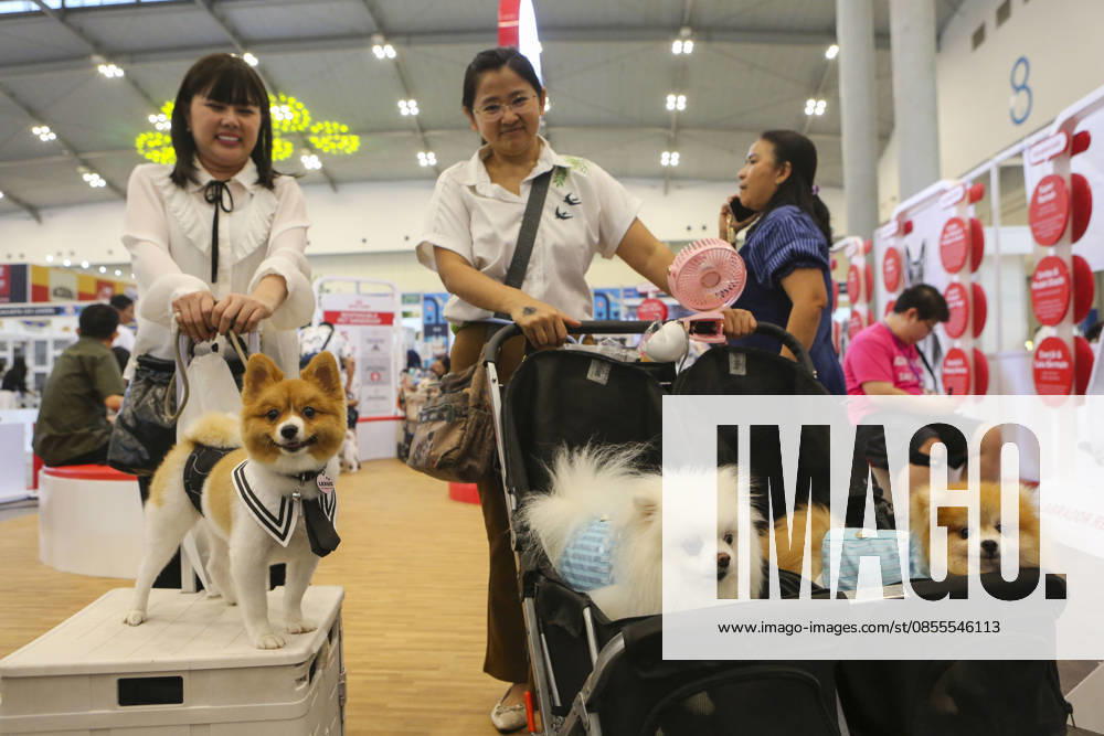 Pet Fest in Indonesia SOUTH TANGERANG, INDONESIA - MAY 3: Dogs wearing a costume during Pet Fest 2026, a festival for animal lover communities in South Tangerang, Banten, Indonesia on May 3, 2026. The annual event, aimed at animal lover communities, features a range of activities including pet costume contests, free vaccination clinics, and educational talks on adoption and responsible pet care. Agoes Rudianto Anadolu South Tangerang Indonesia. Editorial use only. Please get in touch for any other usage.