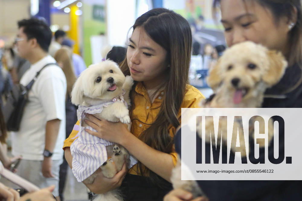 Pet Fest in Indonesia SOUTH TANGERANG, INDONESIA - MAY 3: Dogs wearing a costume during Pet Fest 2026, a festival for animal lover communities in South Tangerang, Banten, Indonesia on May 3, 2026. The annual event, aimed at animal lover communities, features a range of activities including pet costume contests, free vaccination clinics, and educational talks on adoption and responsible pet care. Agoes Rudianto Anadolu South Tangerang Indonesia. Editorial use only. Please get in touch for any other usage.