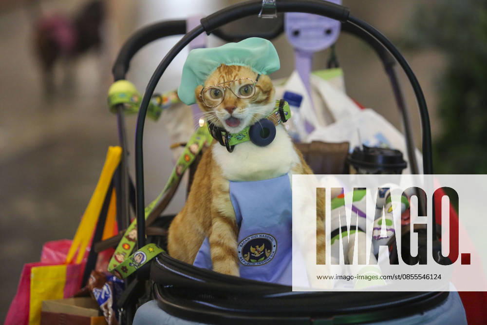 Pet Fest in Indonesia SOUTH TANGERANG, INDONESIA - MAY 3: Cat wearing a costume during Pet Fest 2026, a festival for animal lover communities in South Tangerang, Banten, Indonesia on May 3, 2026. The annual event, aimed at animal lover communities, features a range of activities including pet costume contests, free vaccination clinics, and educational talks on adoption and responsible pet care. Agoes Rudianto Anadolu South Tangerang Indonesia. Editorial use only. Please get in touch for any other usage.