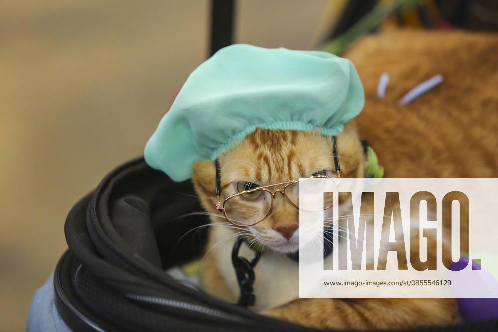 Pet Fest in Indonesia SOUTH TANGERANG, INDONESIA - MAY 3: Cat wearing a costume during Pet Fest 2026, a festival for animal lover communities in South Tangerang, Banten, Indonesia on May 3, 2026. The annual event, aimed at animal lover communities, features a range of activities including pet costume contests, free vaccination clinics, and educational talks on adoption and responsible pet care. Agoes Rudianto Anadolu South Tangerang Indonesia. Editorial use only. Please get in touch for any other usage.