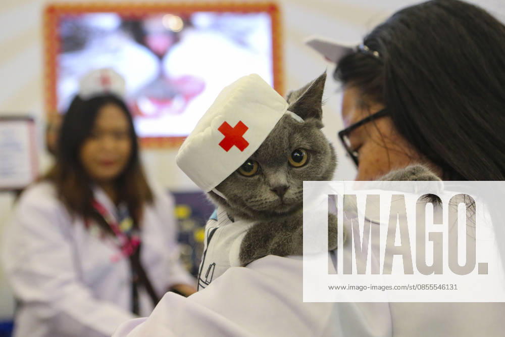 Pet Fest in Indonesia SOUTH TANGERANG, INDONESIA - MAY 3: Cat wearing a costume during Pet Fest 2026, a festival for animal lover communities in South Tangerang, Banten, Indonesia on May 3, 2026. The annual event, aimed at animal lover communities, features a range of activities including pet costume contests, free vaccination clinics, and educational talks on adoption and responsible pet care. Agoes Rudianto Anadolu South Tangerang Indonesia. Editorial use only. Please get in touch for any other usage.