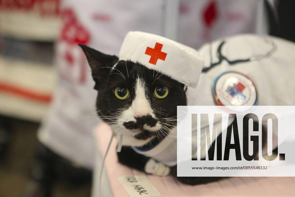 Pet Fest in Indonesia SOUTH TANGERANG, INDONESIA - MAY 3: Cat wearing a costume during Pet Fest 2026, a festival for animal lover communities in South Tangerang, Banten, Indonesia on May 3, 2026. The annual event, aimed at animal lover communities, features a range of activities including pet costume contests, free vaccination clinics, and educational talks on adoption and responsible pet care. Agoes Rudianto Anadolu South Tangerang Indonesia. Editorial use only. Please get in touch for any other usage.