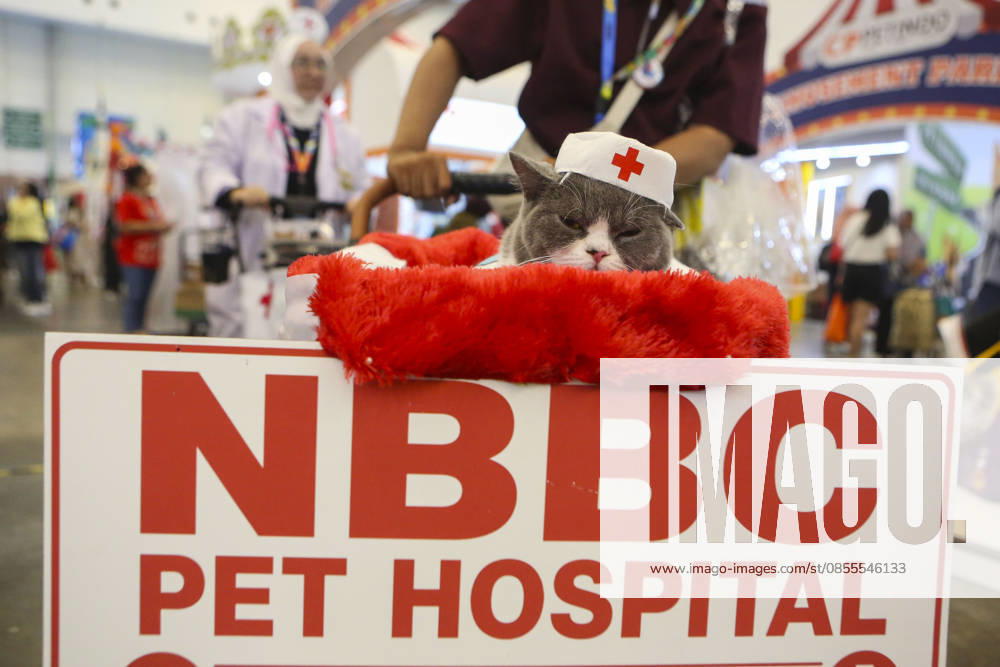 Pet Fest in Indonesia SOUTH TANGERANG, INDONESIA - MAY 3: Cat wearing a costume during Pet Fest 2026, a festival for animal lover communities in South Tangerang, Banten, Indonesia on May 3, 2026. The annual event, aimed at animal lover communities, features a range of activities including pet costume contests, free vaccination clinics, and educational talks on adoption and responsible pet care. Agoes Rudianto Anadolu South Tangerang Indonesia. Editorial use only. Please get in touch for any other usage.