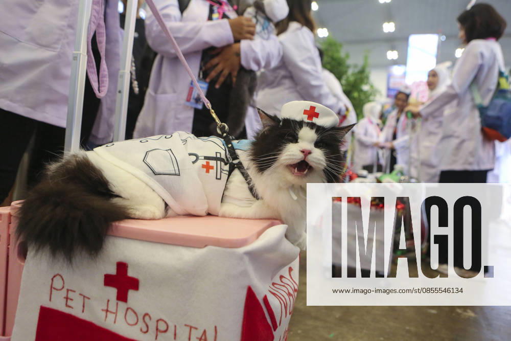 Pet Fest in Indonesia SOUTH TANGERANG, INDONESIA - MAY 3: Cat wearing a costume during Pet Fest 2026, a festival for animal lover communities in South Tangerang, Banten, Indonesia on May 3, 2026. The annual event, aimed at animal lover communities, features a range of activities including pet costume contests, free vaccination clinics, and educational talks on adoption and responsible pet care. Agoes Rudianto Anadolu South Tangerang Indonesia. Editorial use only. Please get in touch for any other usage.