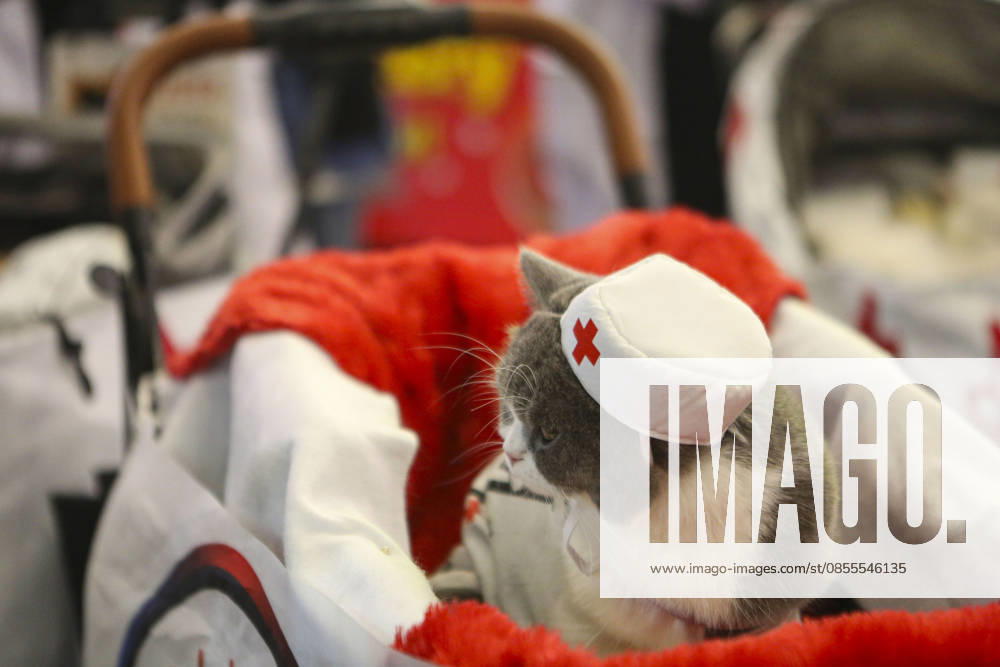 Pet Fest in Indonesia SOUTH TANGERANG, INDONESIA - MAY 3: Cat wearing a costume during Pet Fest 2026, a festival for animal lover communities in South Tangerang, Banten, Indonesia on May 3, 2026. The annual event, aimed at animal lover communities, features a range of activities including pet costume contests, free vaccination clinics, and educational talks on adoption and responsible pet care. Agoes Rudianto Anadolu South Tangerang Indonesia. Editorial use only. Please get in touch for any other usage.