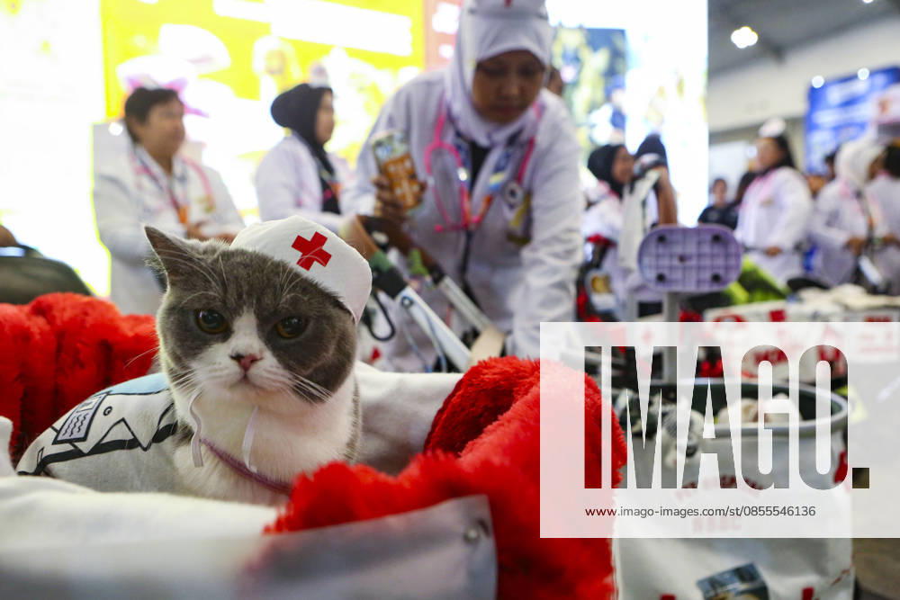 Pet Fest in Indonesia SOUTH TANGERANG, INDONESIA - MAY 3: Cat wearing a costume during Pet Fest 2026, a festival for animal lover communities in South Tangerang, Banten, Indonesia on May 3, 2026. The annual event, aimed at animal lover communities, features a range of activities including pet costume contests, free vaccination clinics, and educational talks on adoption and responsible pet care. Agoes Rudianto Anadolu South Tangerang Indonesia. Editorial use only. Please get in touch for any other usage.