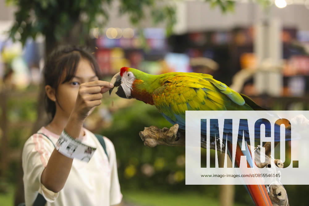 Pet Fest in Indonesia SOUTH TANGERANG, INDONESIA - MAY 3: A visitor feeds a macaw bird during Pet Fest 2026, a festival for animal lover communities in South Tangerang, Banten, Indonesia on May 3, 2026. The annual event, aimed at animal lover communities, features a range of activities including pet costume contests, free vaccination clinics, and educational talks on adoption and responsible pet care. Agoes Rudianto Anadolu South Tangerang Indonesia. Editorial use only. Please get in touch for any other usage.