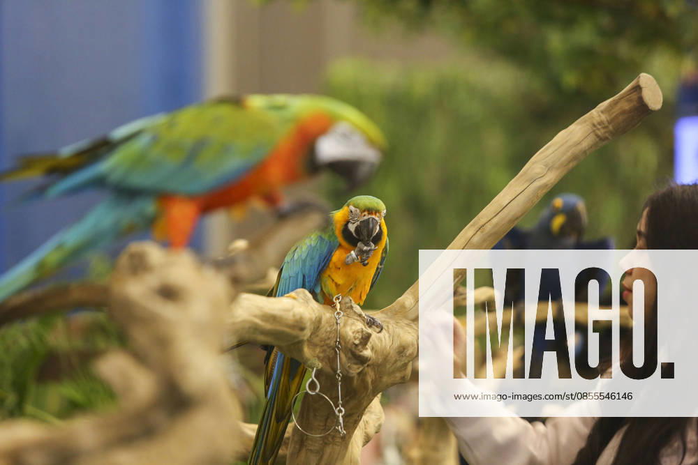 Pet Fest in Indonesia SOUTH TANGERANG, INDONESIA - MAY 3: A visitor feeds a macaw bird during Pet Fest 2026, a festival for animal lover communities in South Tangerang, Banten, Indonesia on May 3, 2026. The annual event, aimed at animal lover communities, features a range of activities including pet costume contests, free vaccination clinics, and educational talks on adoption and responsible pet care. Agoes Rudianto Anadolu South Tangerang Indonesia. Editorial use only. Please get in touch for any other usage.